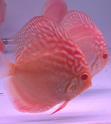 Albino red rafflesia